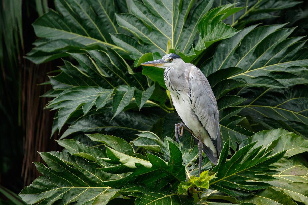 Grey heron (Ardea cinerea)