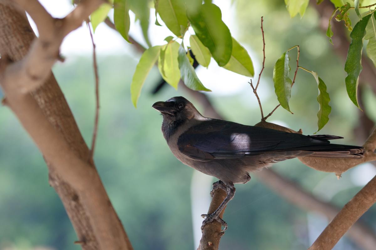 House crow (Aplonis panayensis)