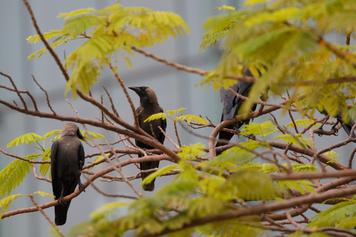 House crow (Aplonis panayensis)