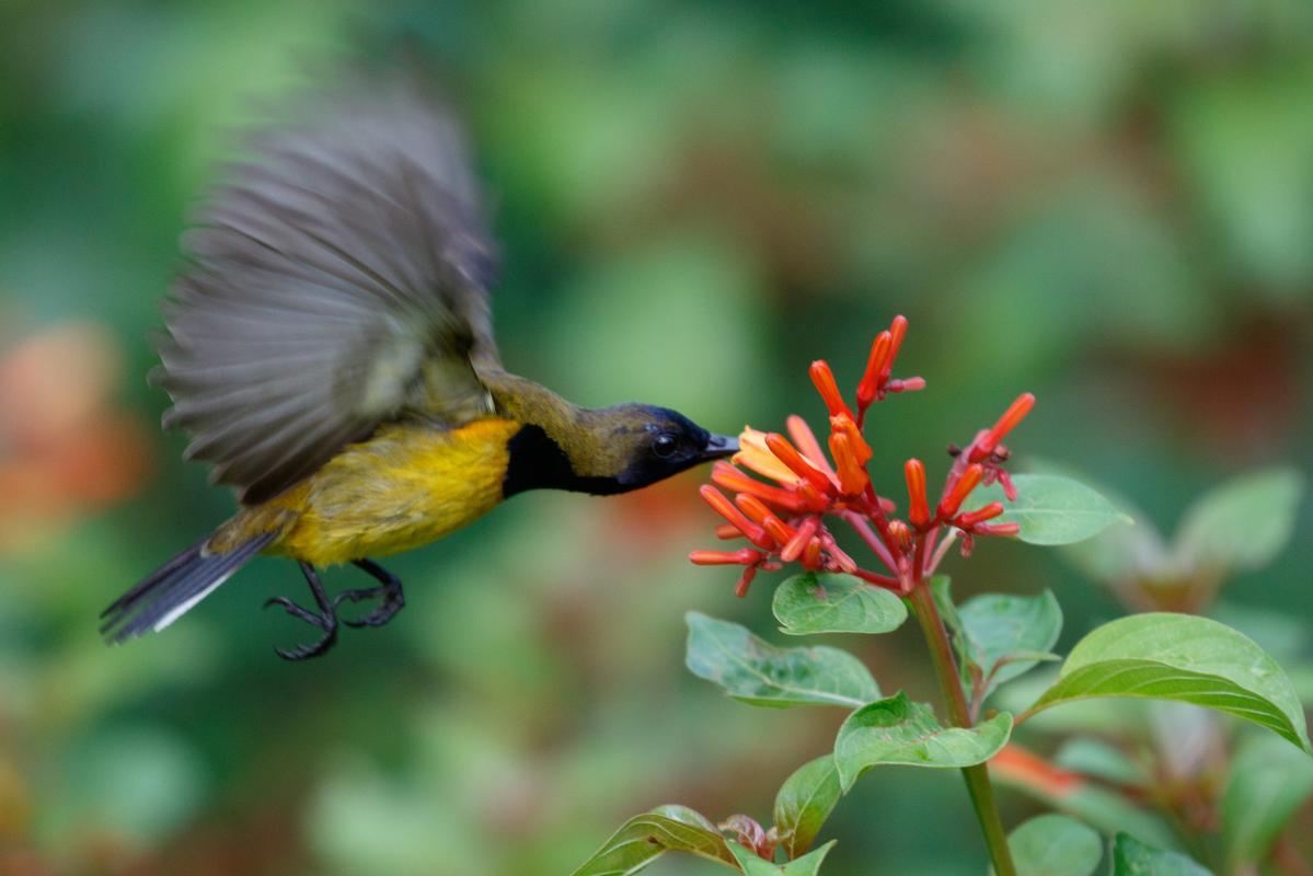 Olive-backed sunbird (Cinnyris jugularis)