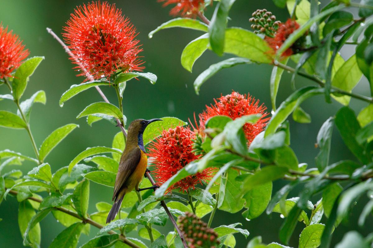 Olive-backed sunbird (Cinnyris jugularis)