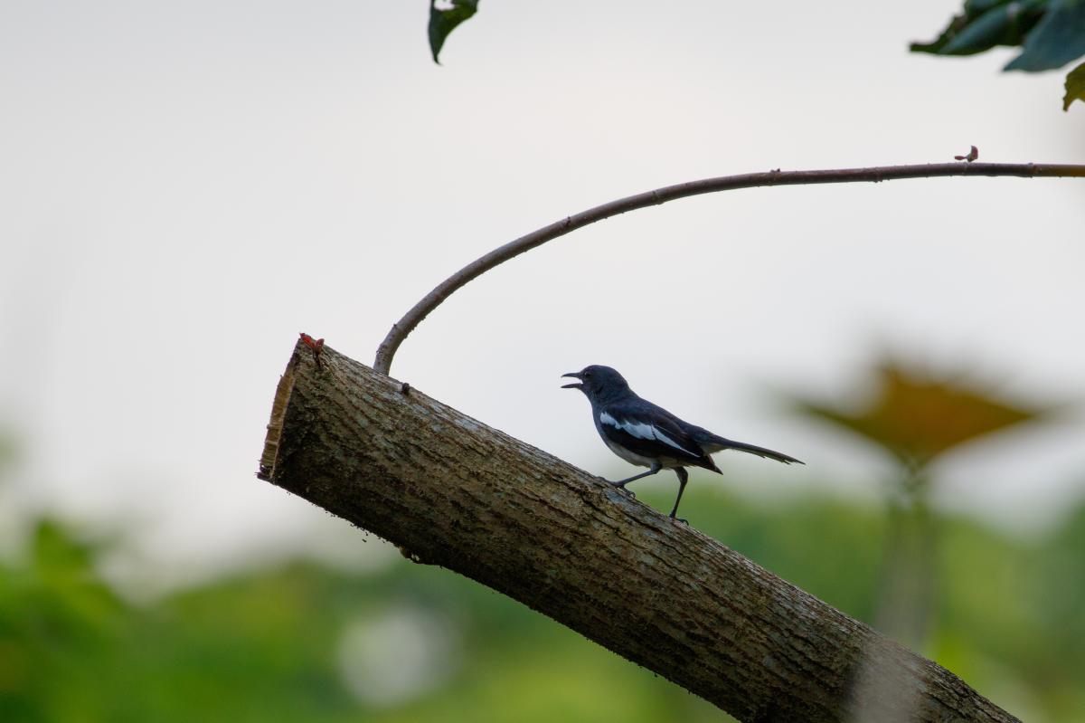 Oriental magpie-robin (Copsychus saularis)