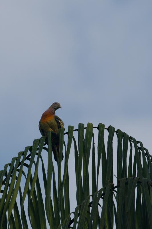 Pink-necked green pigeon (Treron vernans)