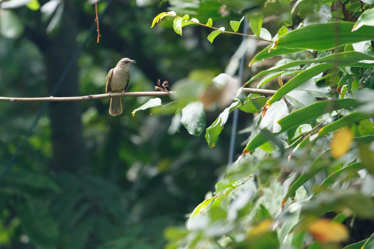 Plain sunbird (Anthreptes simplex)