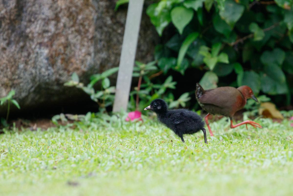 Ruddy-breasted crake (Porzana fusca)