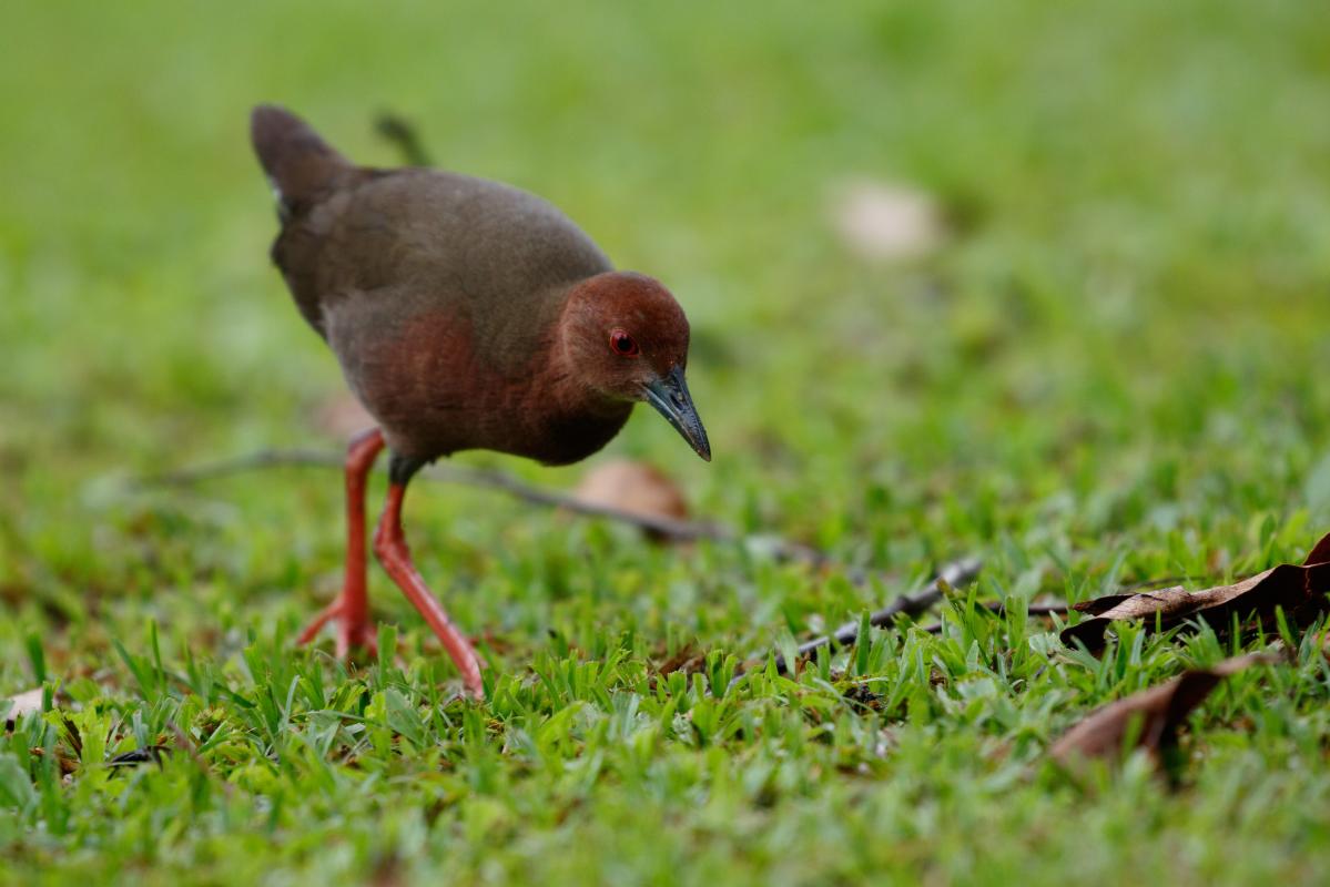 Ruddy-breasted crake (Porzana fusca)