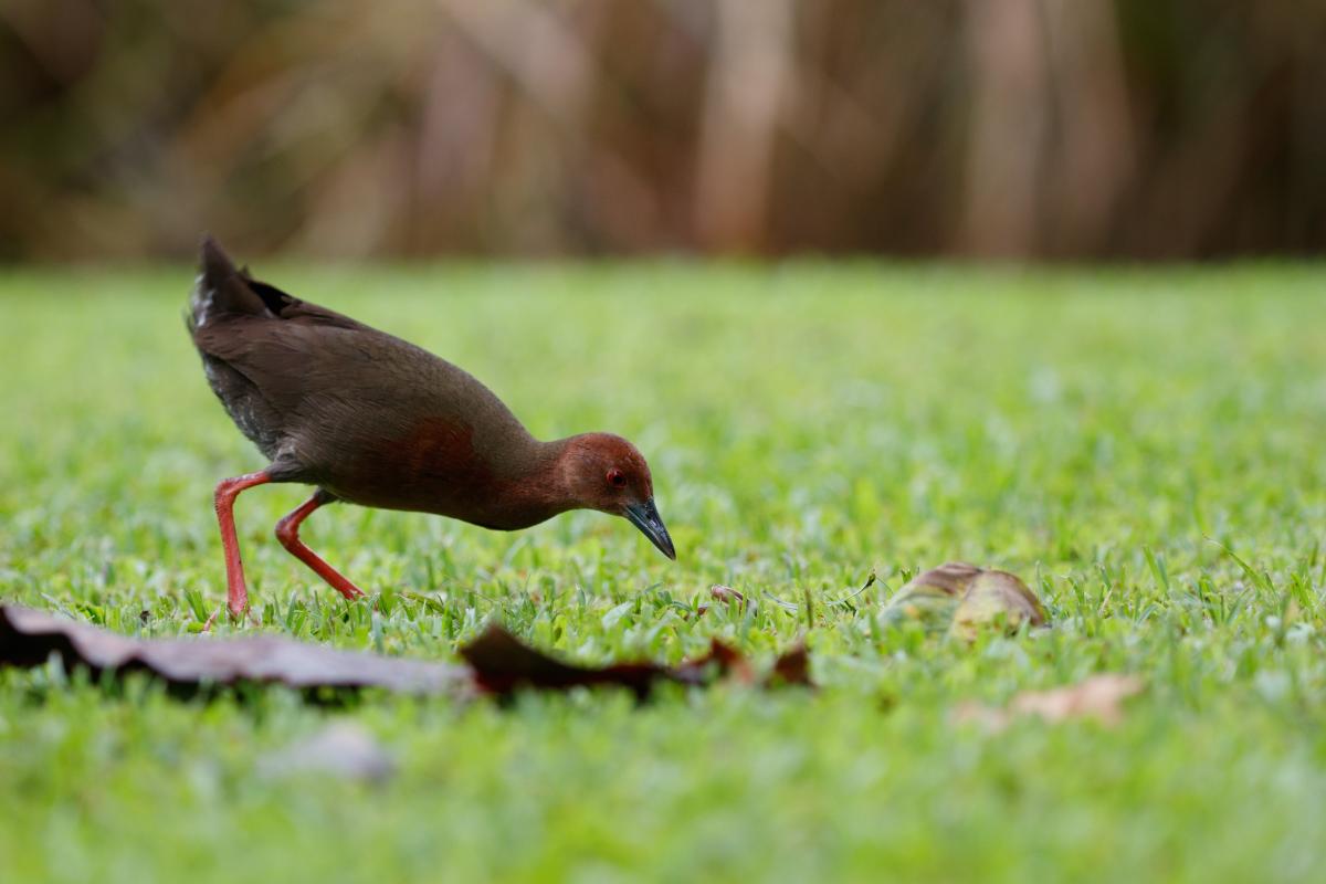 Ruddy-breasted crake (Porzana fusca)