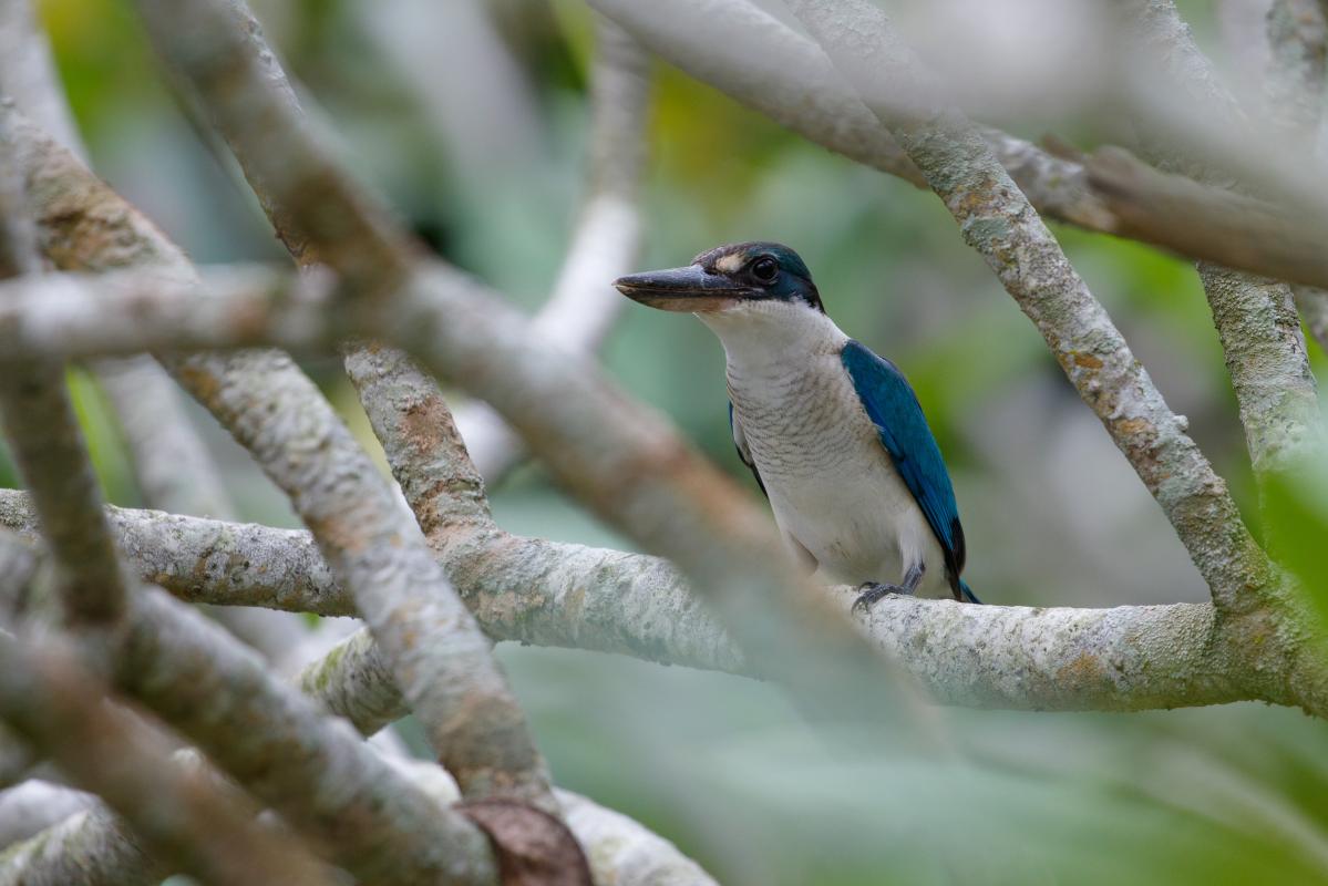 Sacred kingfisher (Todiramphus sanctus)