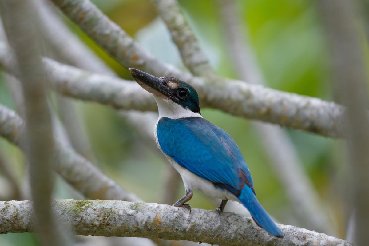 Sacred kingfisher (Todiramphus sanctus)