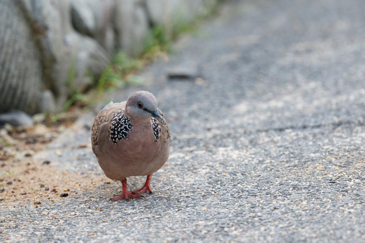 Spotted dove (Spilopelia chinensis)