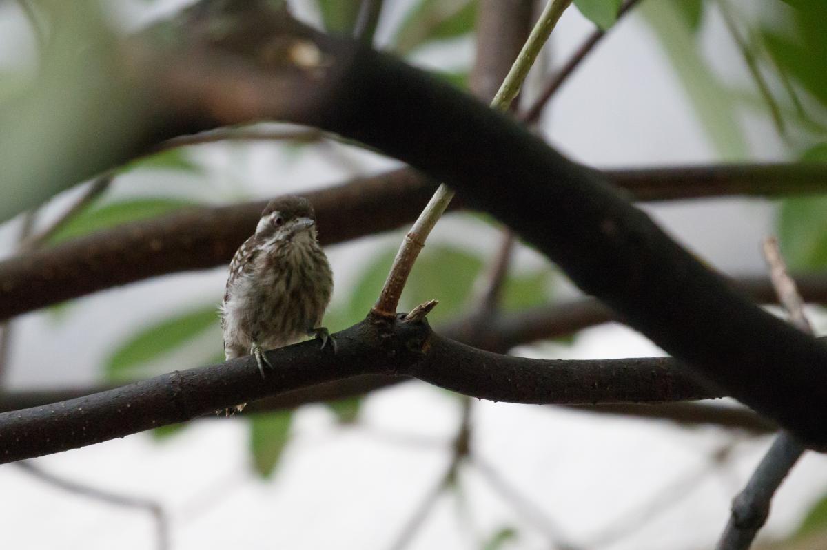 Sunda pygmy woodpecker (Yungipicus moluccensis)