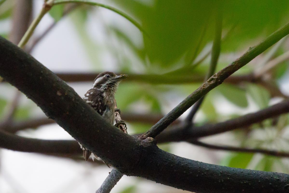 Sunda pygmy woodpecker (Yungipicus moluccensis)