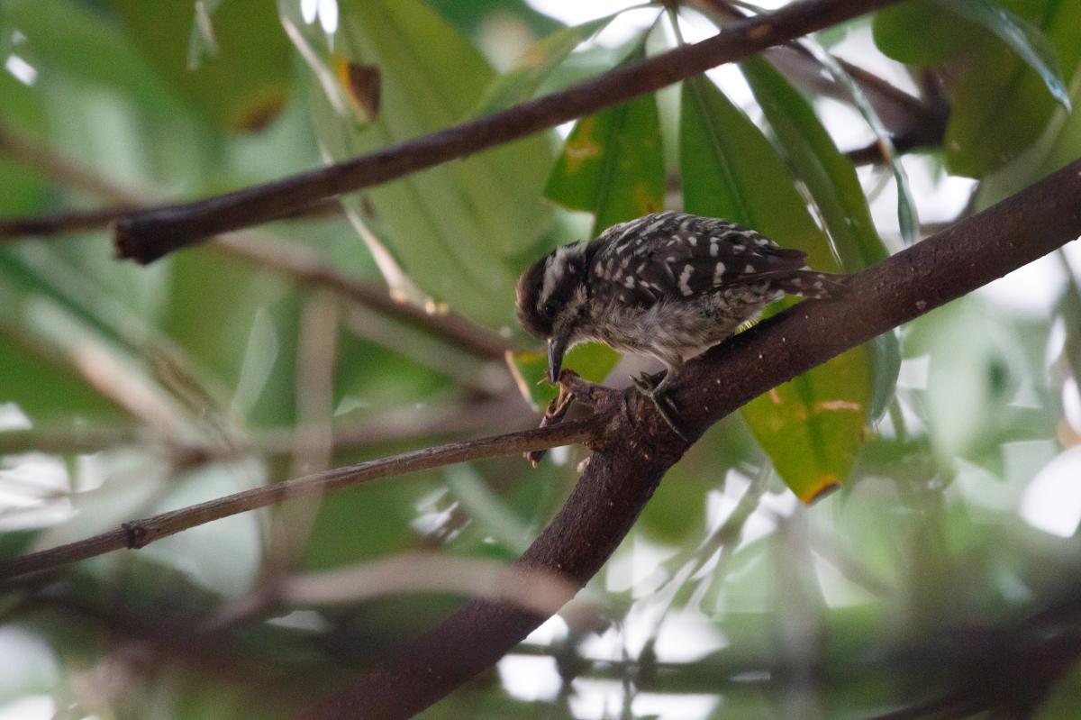 Sunda pygmy woodpecker (Yungipicus moluccensis)