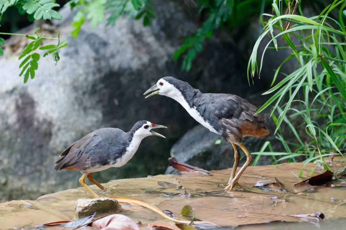 White-breasted waterhen (Amaurornis phoenicurus)