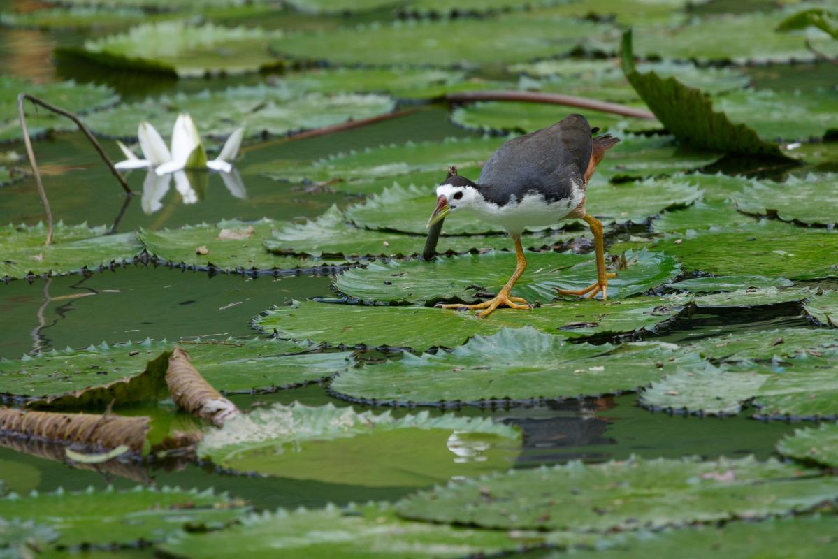 White-breasted waterhen (Amaurornis phoenicurus)