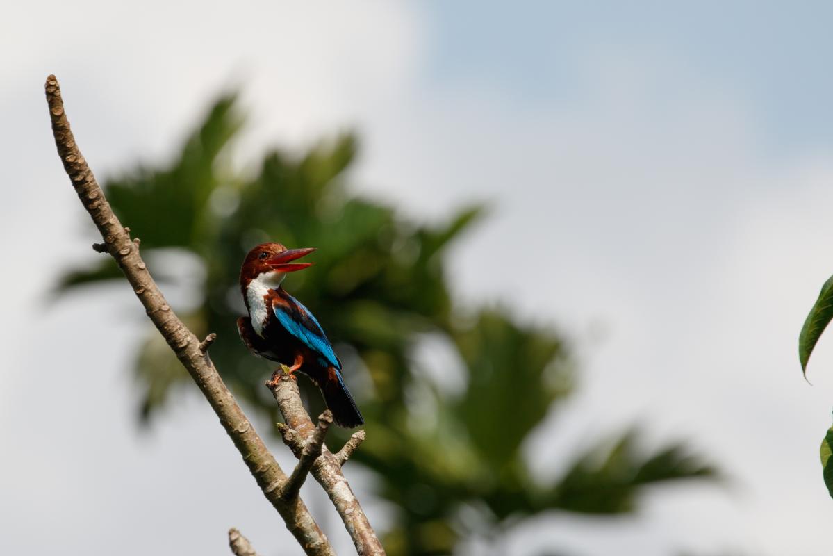 White-throated kingfisher (Halcyon smyrnensis)