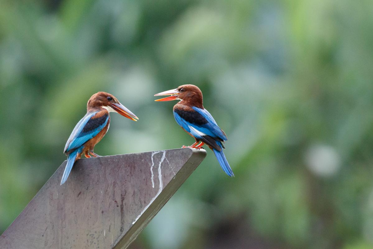 White-throated kingfisher (Halcyon smyrnensis)