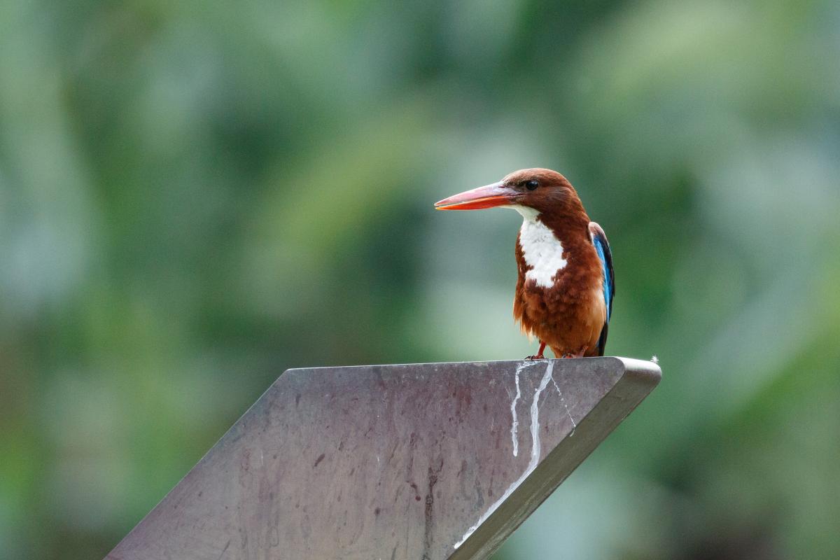 White-throated kingfisher (Halcyon smyrnensis)