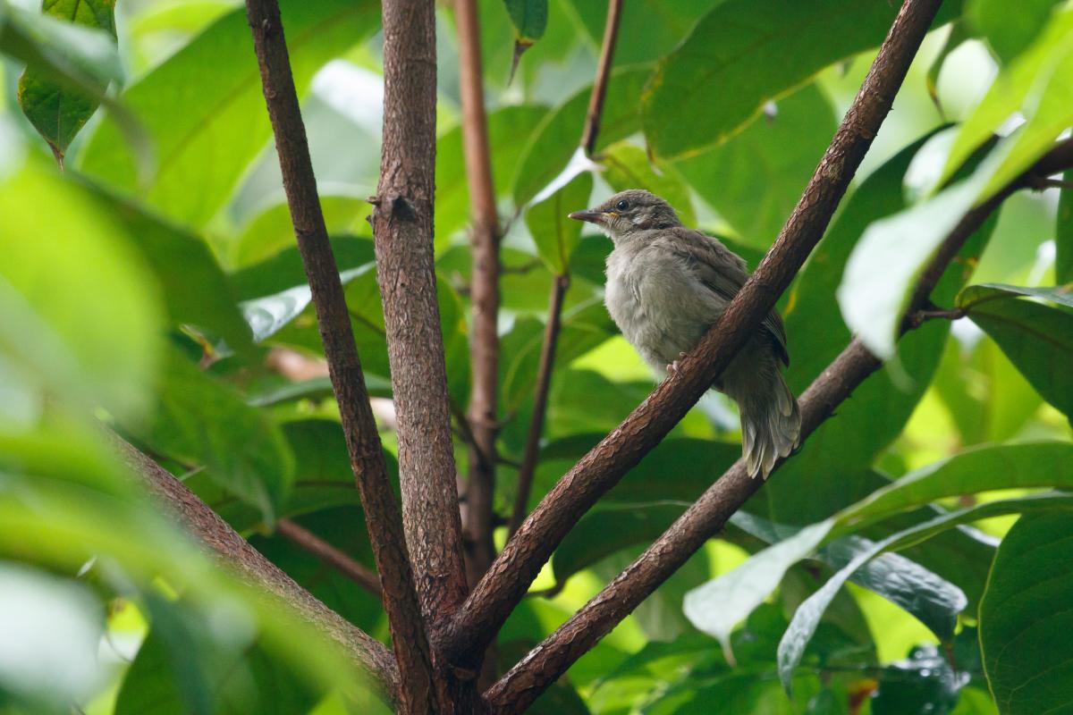 Yellow-vented bulbul (Pycnonotus goiavier)