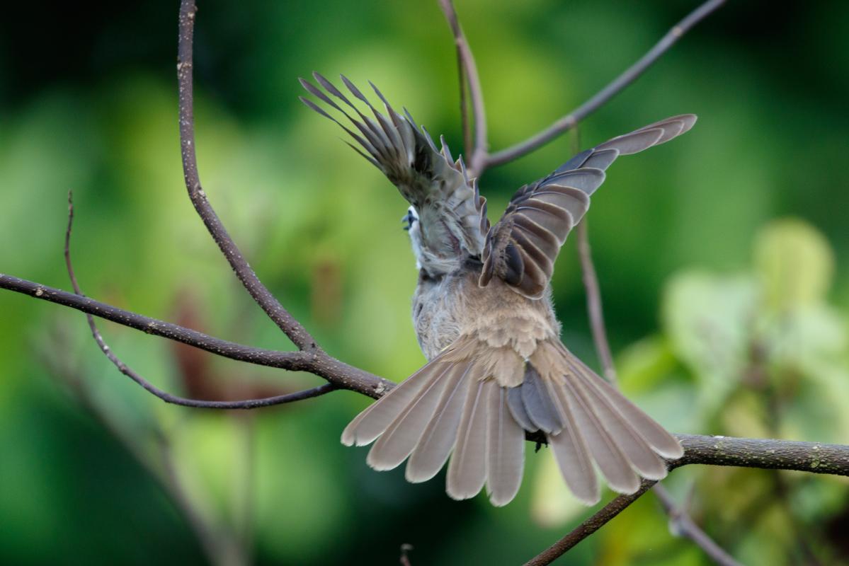 Yellow-vented bulbul (Pycnonotus goiavier)