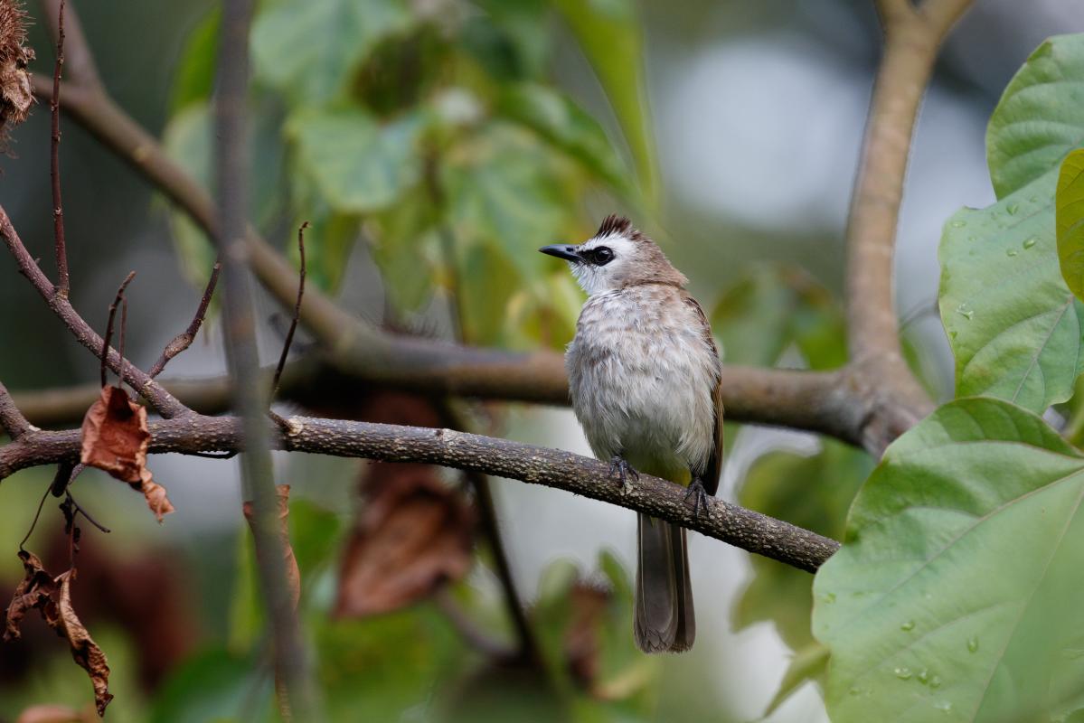 Yellow-vented bulbul (Pycnonotus goiavier)