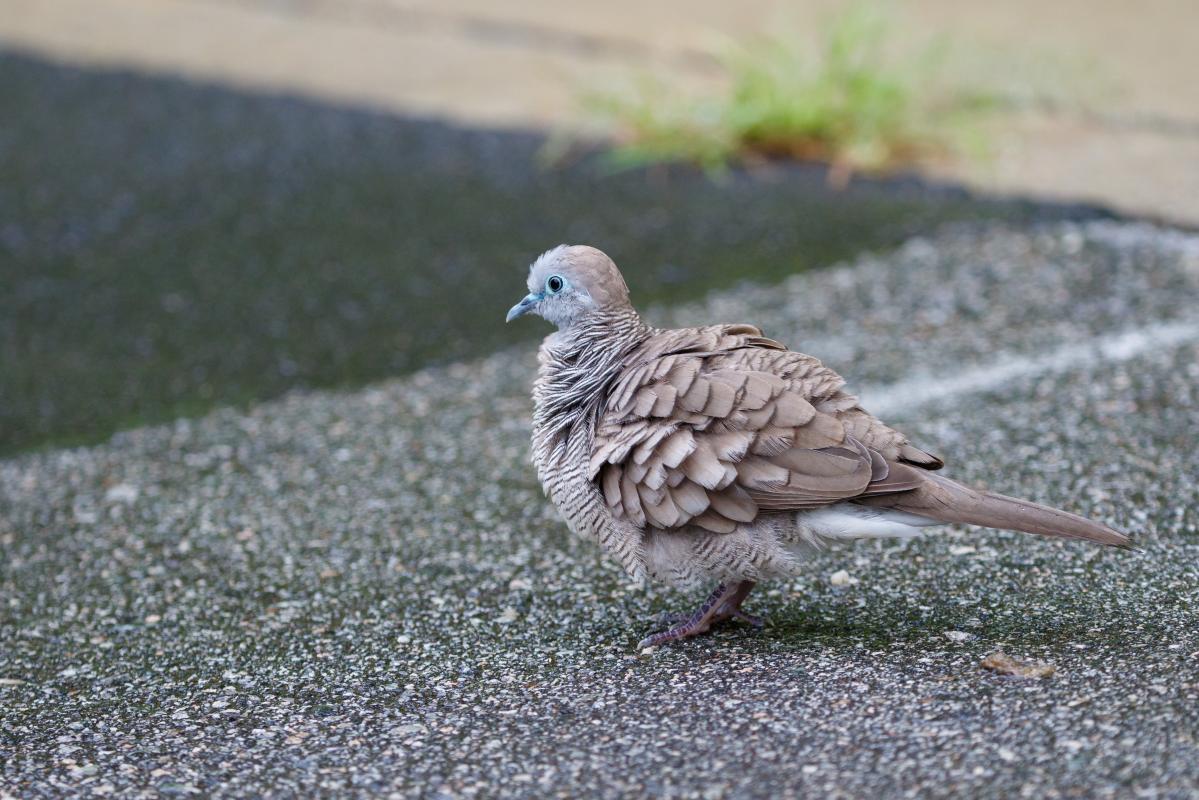 Zebra dove (Geopelia striata)