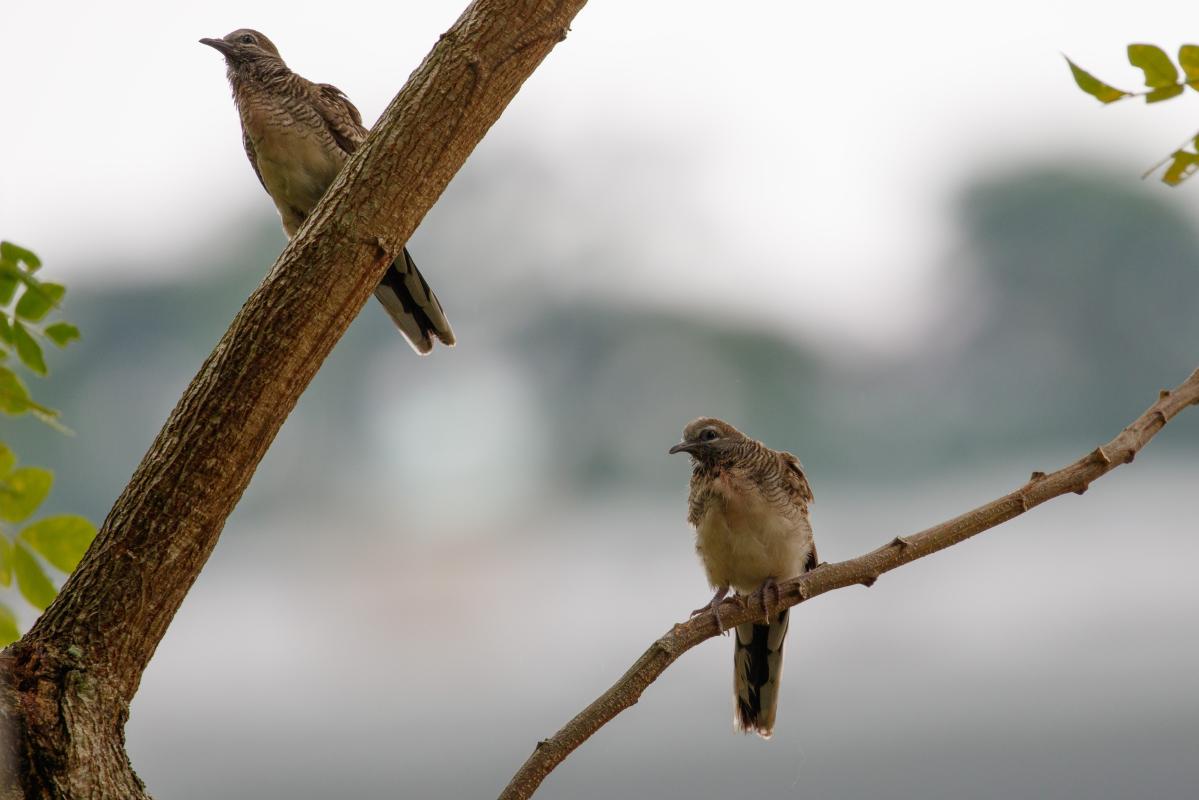 Zebra dove (Geopelia striata)