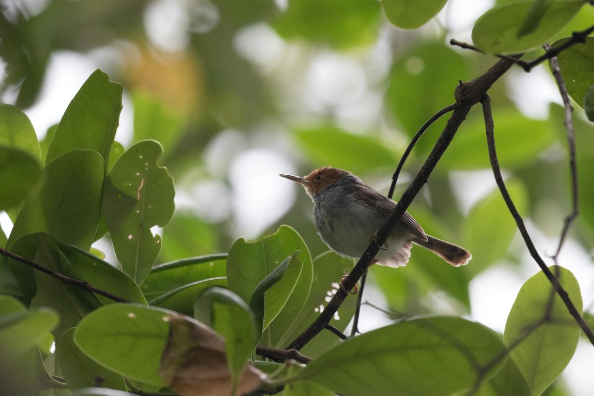 Ashy tailorbird (Orthotomus ruficeps)