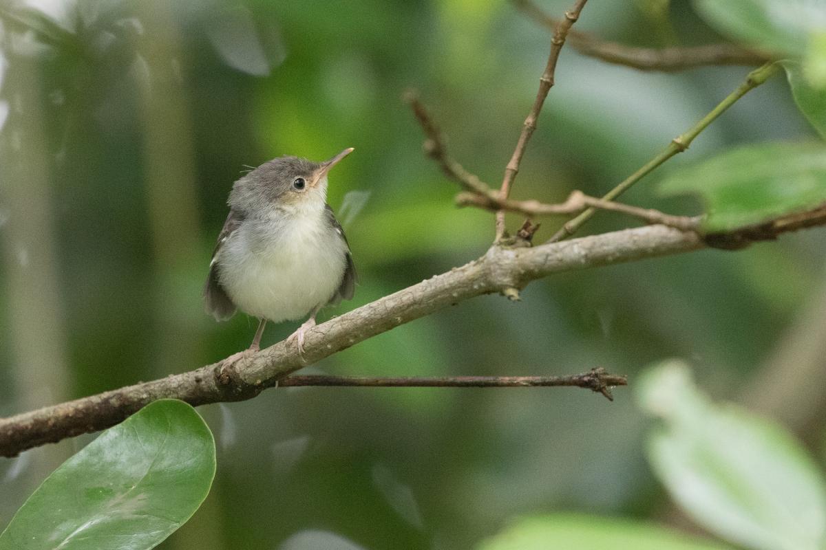 Ashy tailorbird (Orthotomus ruficeps)