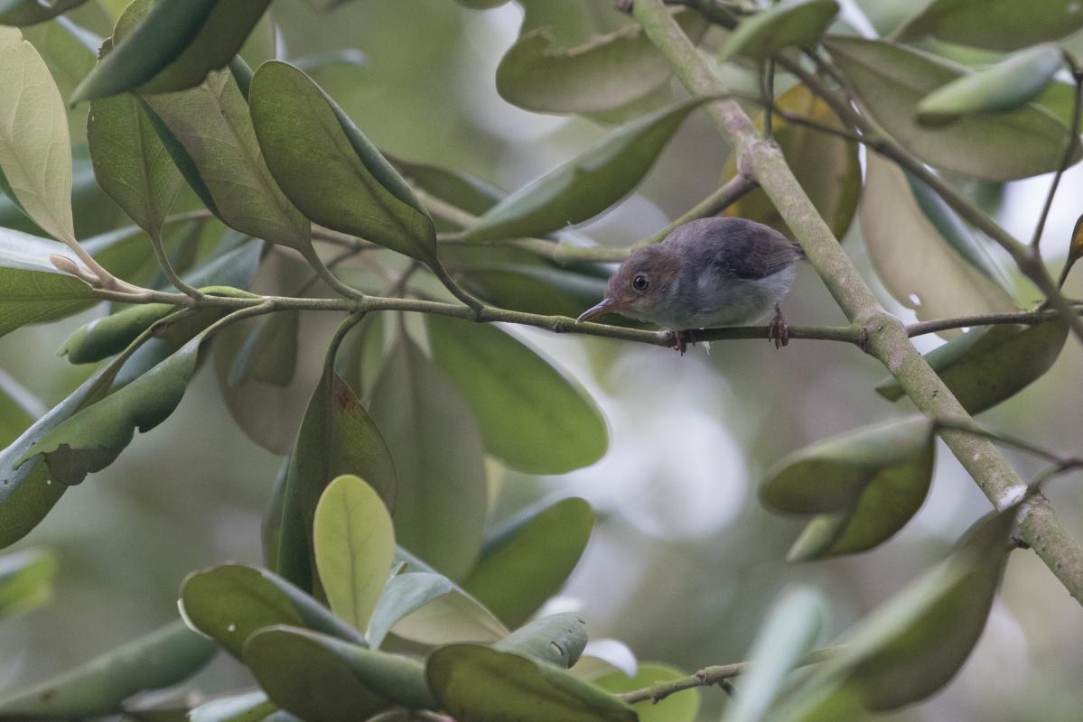 Ashy tailorbird (Orthotomus ruficeps)