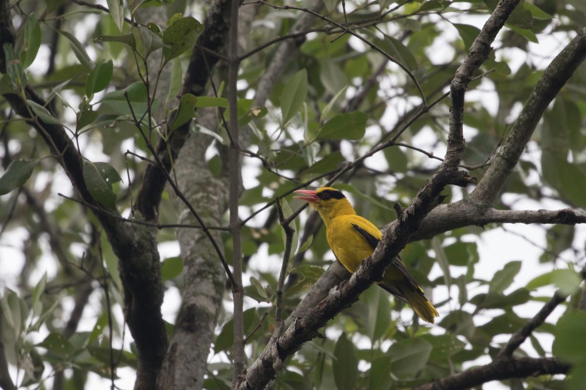 Black-naped oriole (Oriolus chinensis)