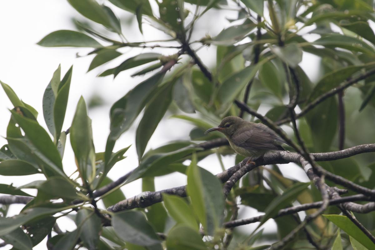 Copper-throated sunbird (Leptocoma calcostetha)