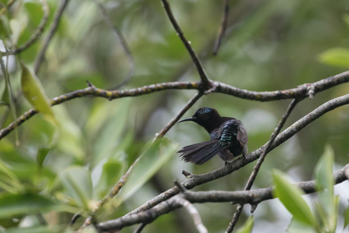 Copper-throated sunbird (Leptocoma calcostetha)