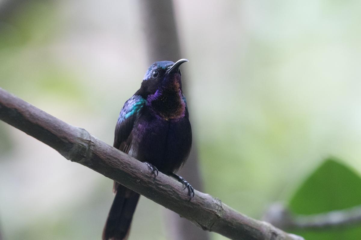 Copper-throated sunbird (Leptocoma calcostetha)