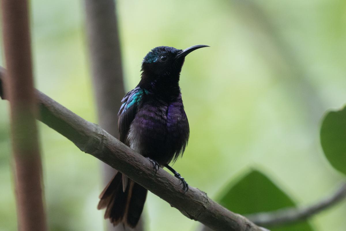 Copper-throated sunbird (Leptocoma calcostetha)