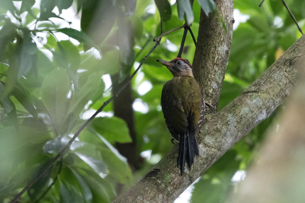 Grey-headed woodpecker (Picus canus)