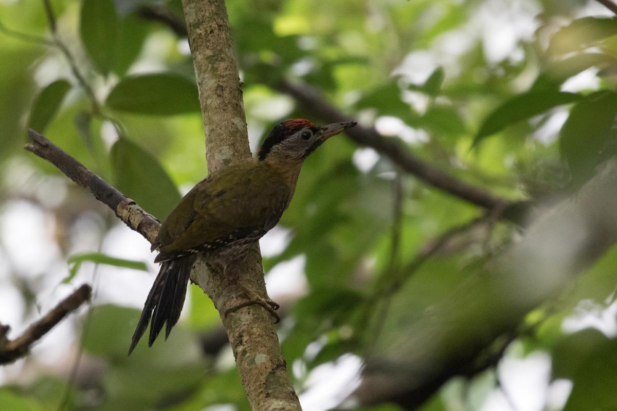 Grey-headed woodpecker (Picus canus)