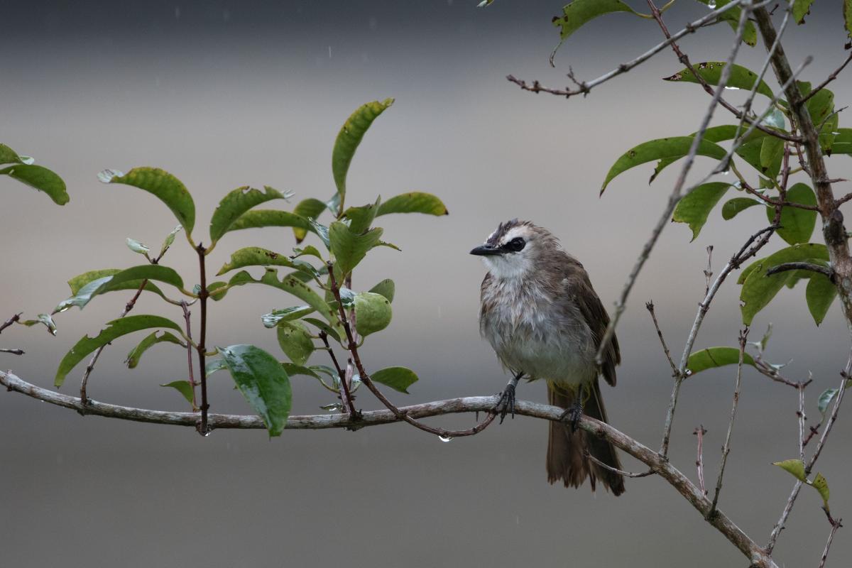 Yellow-vented bulbul (Pycnonotus goiavier)