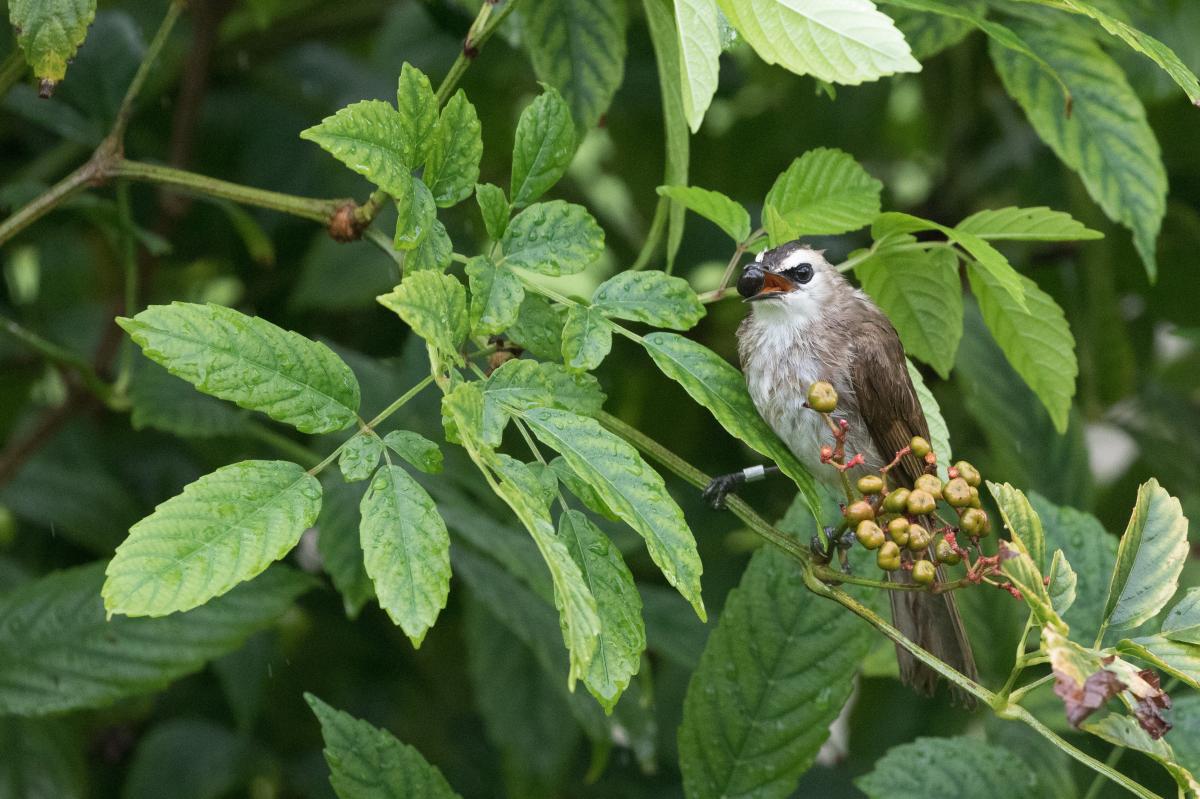 Yellow-vented bulbul (Pycnonotus goiavier)