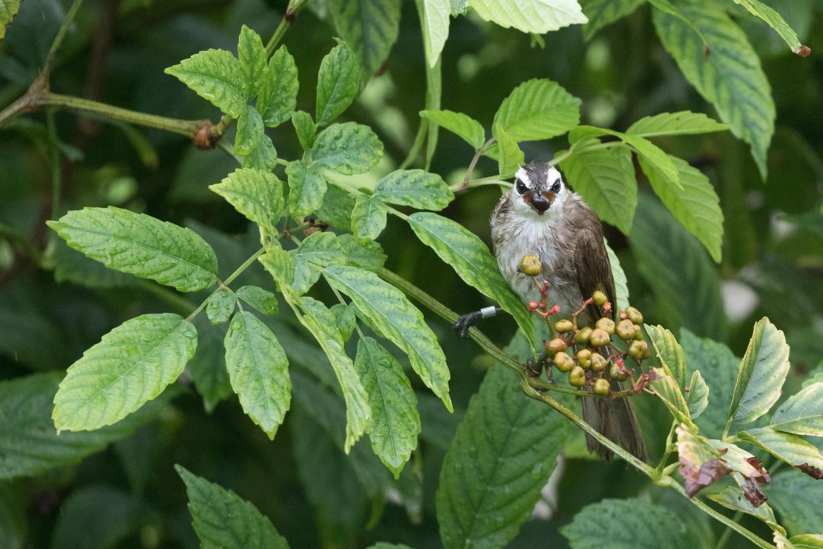 Yellow-vented bulbul (Pycnonotus goiavier)