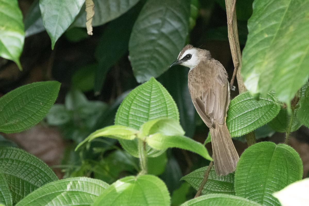 Yellow-vented bulbul (Pycnonotus goiavier)