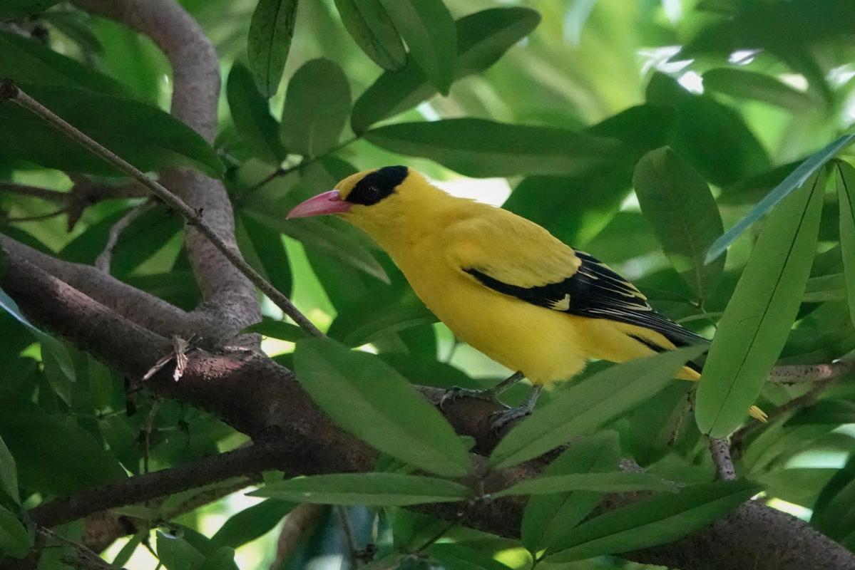 Black-naped oriole (Oriolus chinensis)