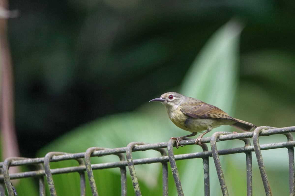 Brown-throated sunbird (Anthreptes malacensis)