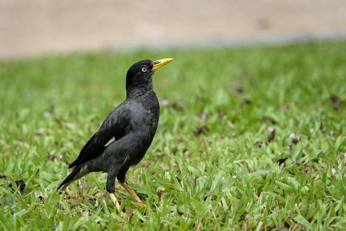 Crested myna (Acridotheres cristatellus)