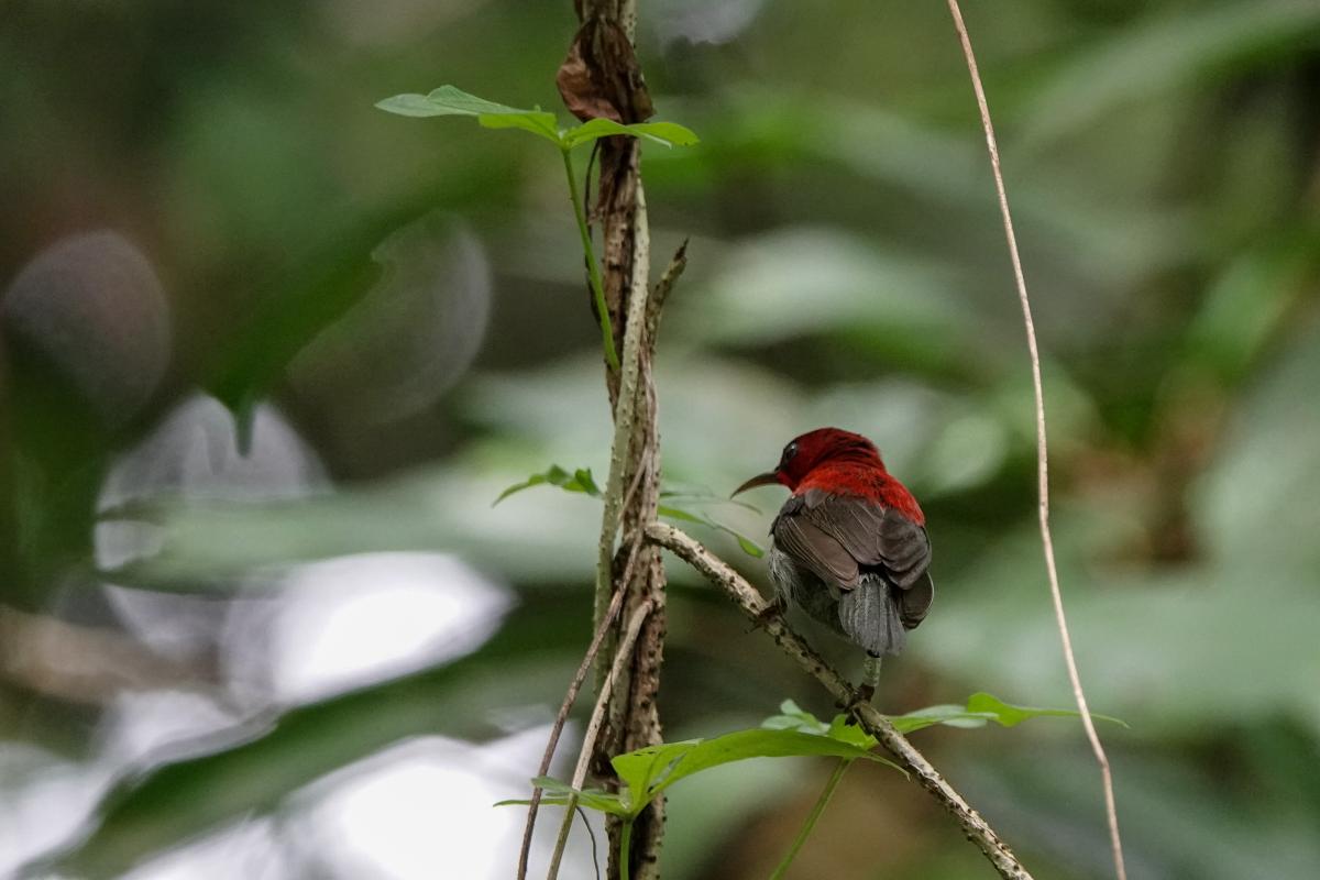 Crimson sunbird (Aethopyga siparaja)