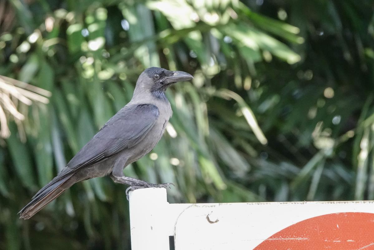 House crow (Corvus splendens)