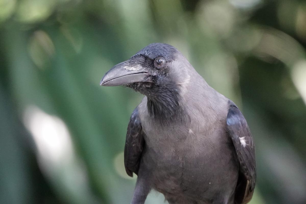 House crow (Corvus splendens)