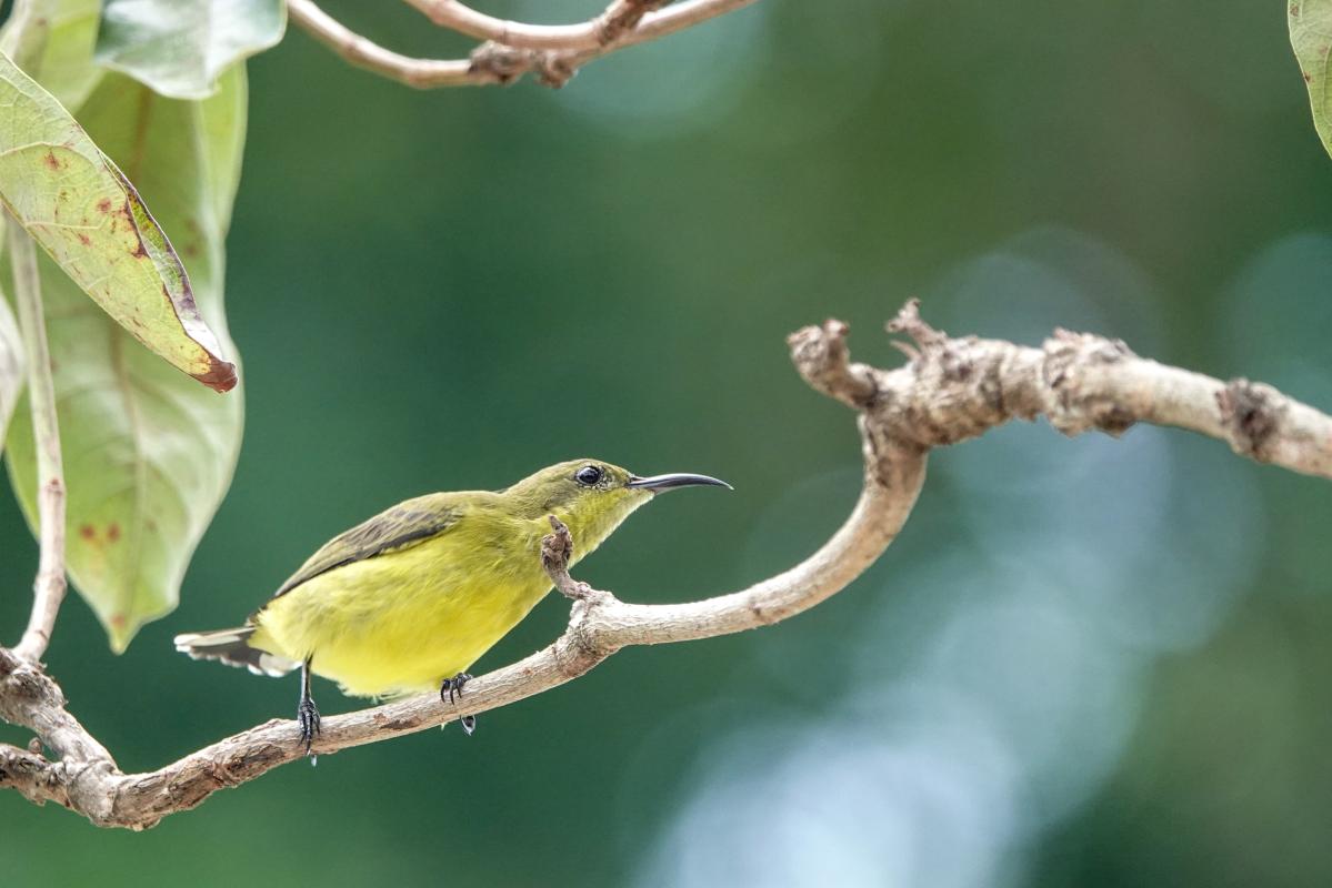 Olive-backed sunbird (Cinnyris jugularis)