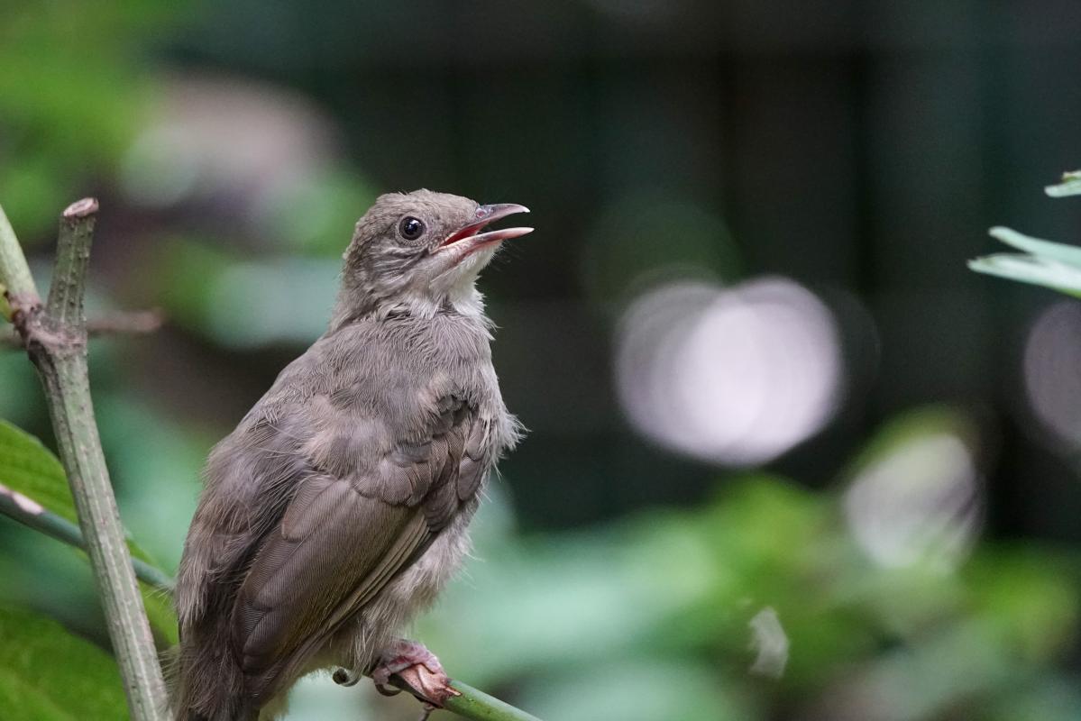 Olive-winged bulbul (Pycnonotus plumosus)