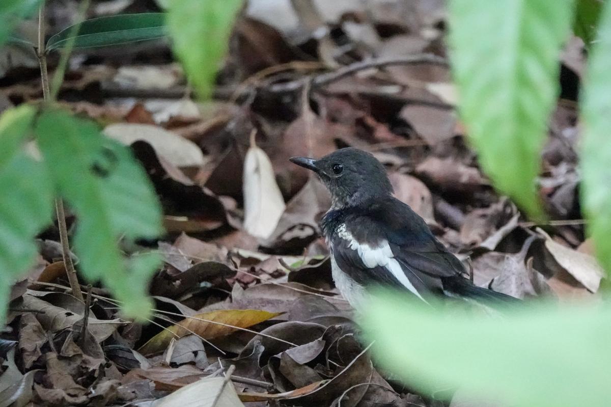 Oriental magpie-robin (Copsychus saularis)